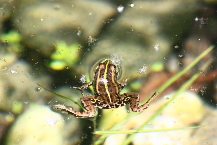 Rana da ID1? Pelophylax sp. (Lombardia)